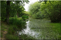 SP2779 : Pond - Tilehill Wood by Stephen McKay