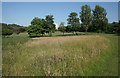 The Bee Meadow, Bellahouston Park