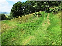 NO1802 : Path to Bishop Hill, Lomond Hills by Bill Kasman