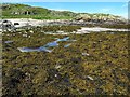 Bladder wrack on rocks, Vaul Bay