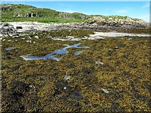 NM0548 : Bladder wrack on rocks, Vaul Bay by Andrew Curtis