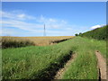 Field of oilseed rape with unclktivated margin and electricity pylon