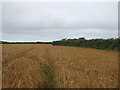 Tracks in a crop field near St Erth Praze