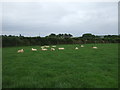 Sheep grazing near Sithney