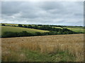 Cereal crop off the A3083