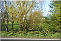 Roadside trees, A259