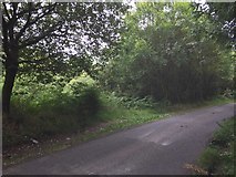 ST0593 : Road through Woodland by Alan Hughes