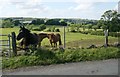 Horses beside the road