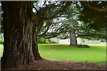 SX0371 : Cornwall : Pencarrow Gardens by Lewis Clarke