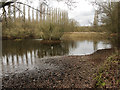SP3875 : Small pool at Brandon Marsh Nature Reserve, southeast of Coventry by Robin Stott