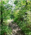 The bridge through the trees