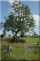 Tree beside the track