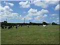 Cattle, Napheane Farm