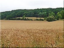 ST4734 : Wheat field below Ivy Thorn Hill by Roger Cornfoot