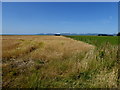 Barley field, Carrowclare