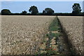 Footpath through field of barley