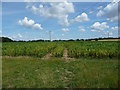 TL9870 : Arable field, east of Hillwatering Farm by Christine Johnstone