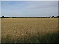 Wheat field by Glebe Way