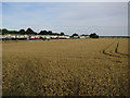 Wheat field and park homes