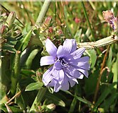 TM4097 : Common chicory (Cichorium intybus) - flower by Evelyn Simak