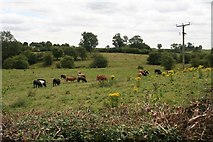 SK9223 : Cows among ragwort in a field on Stainby Road, Colsterworth by Chris
