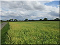 Field of peas off Ellerby Road