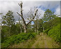NH4160 : Track through woodland, by Loch Garve by Craig Wallace