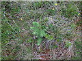 NN0148 : Conifer sapling at 530m by Hugh Venables