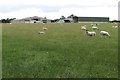 Manor View Farm and some sheep