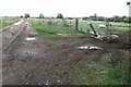 Farm track with sheep