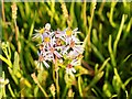 NH6265 : Sea Aster by valenta