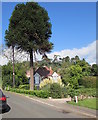 Monkey puzzle tree, Church Road, Aylburton