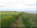 TA2570 : Path between crop and clifftop by Graham Robson