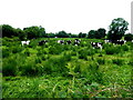 H6556 : Cattle at rushy ground, Skea by Kenneth  Allen