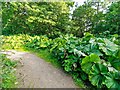 Butterbur on the path from Evanton to Balconie