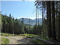 Forest path, Inveronich