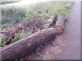 Willow logs at the Gipping Way