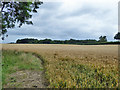 Wheat field north of Sandels Wood