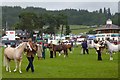 Horses being judged, Royal Welsh Show