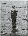 NN6924 : 'Silver Man', Loch Earn by Bill Kasman