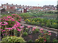 Allotments - Redcar Lane