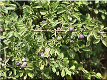 TG3303 : Blackthorn or sloe (Prunus spinosa) by Evelyn Simak