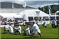 In the sheep judging ring, Royal Welsh Show