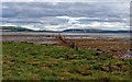 Remains of an old fish trap Nigg Bay