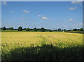 Barley field by Buckenham Road