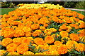 Marigolds at Argents Mead