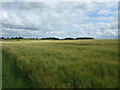 Cereal crop near Cruxfield