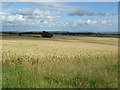  : Cereal crop, Edingtonhill by JThomas