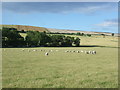 Grazing near White Damhead