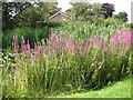 Purple loosestrife  (Lythrum salicaria) and reeds